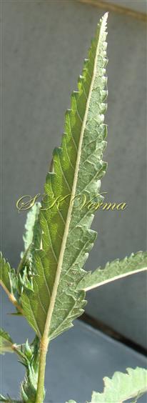  Leaf